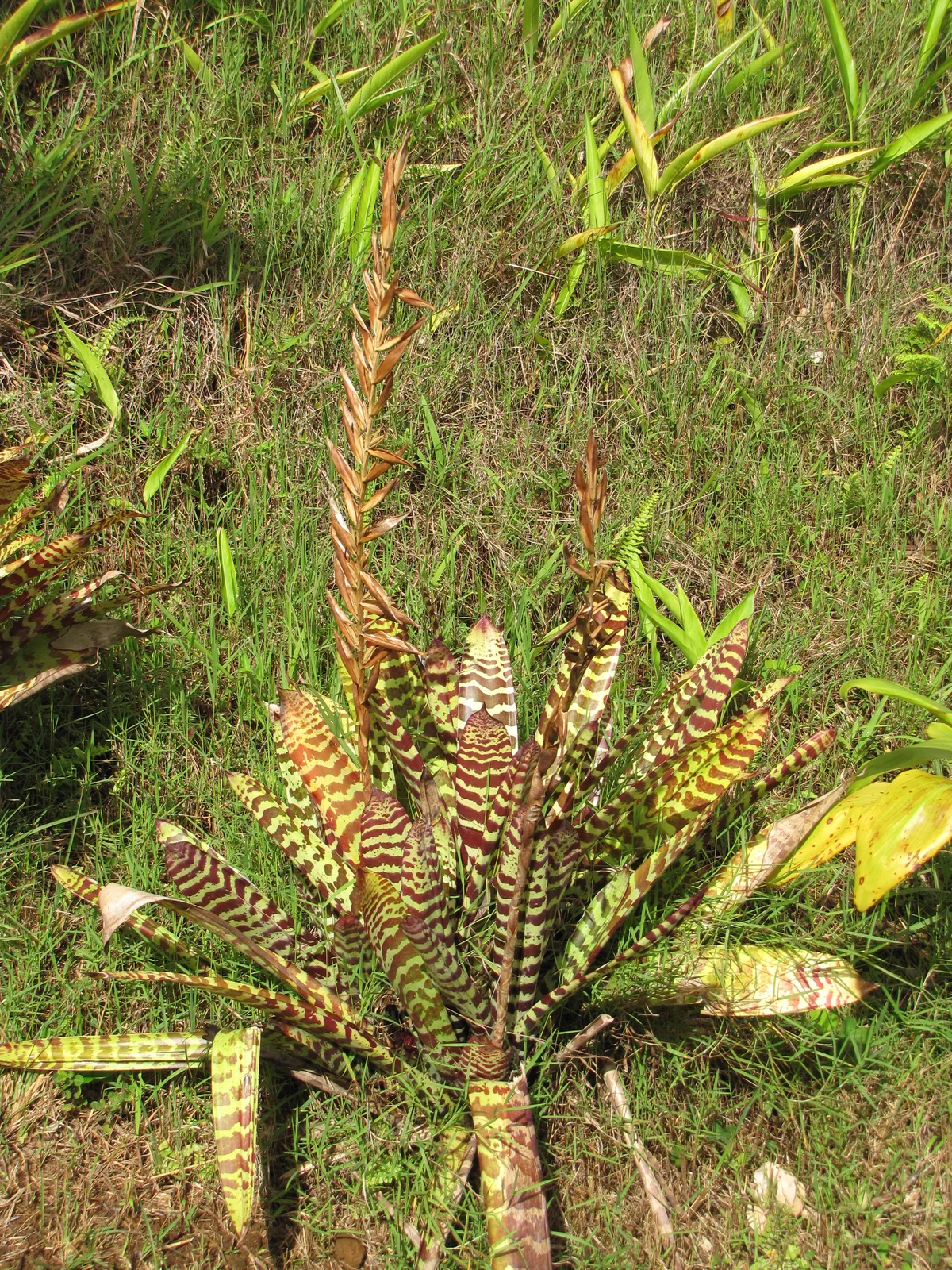Flaming Sword (Vriesea splendens)
