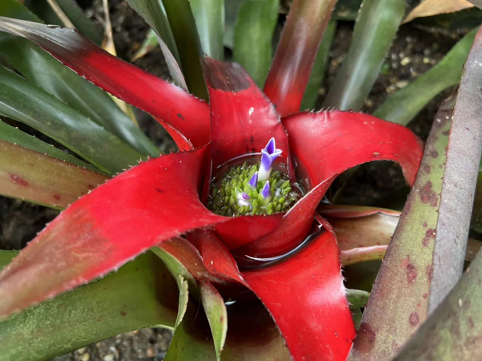 Blushing Bromeliad (Neoregelia carolinae)