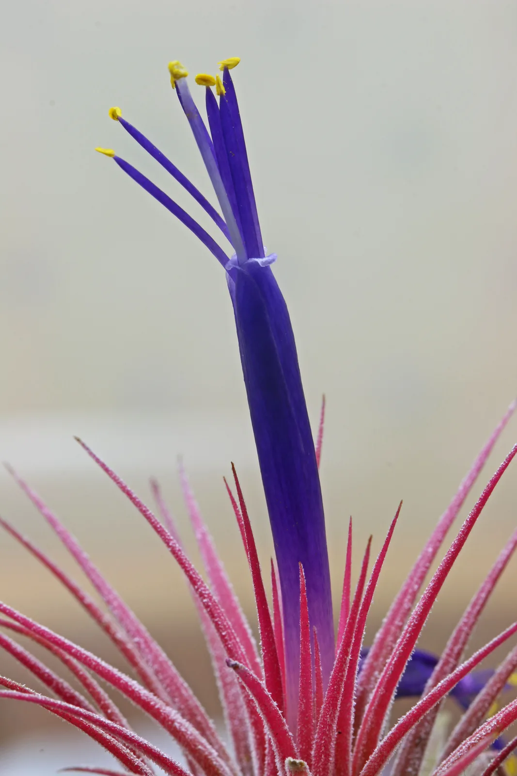 Sky Plant (Tillandsia ionantha)