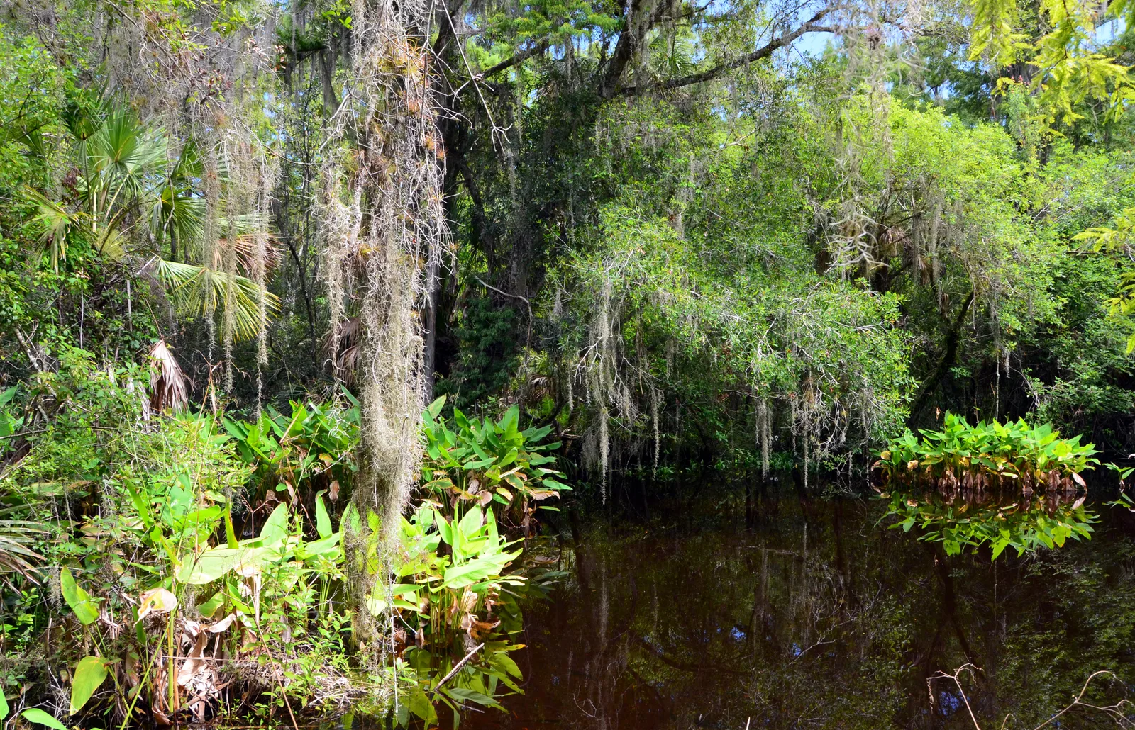 Spanish Moss