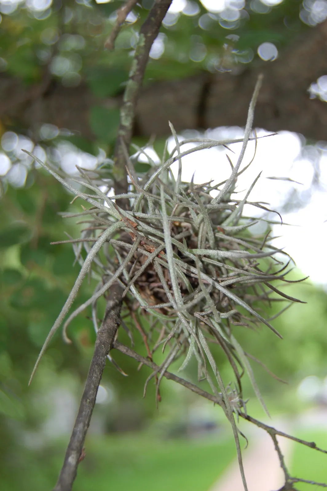 Ball Moss (Tillandsia recurvata)