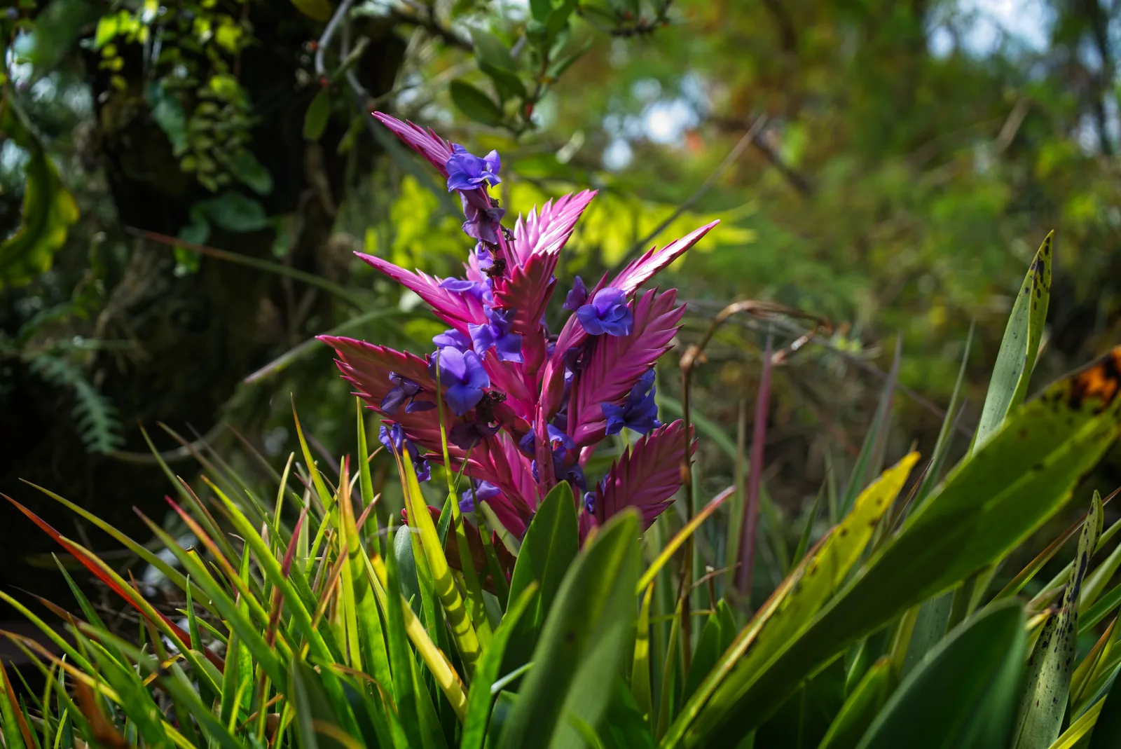 Pink Quill (Wallisia cyanea)