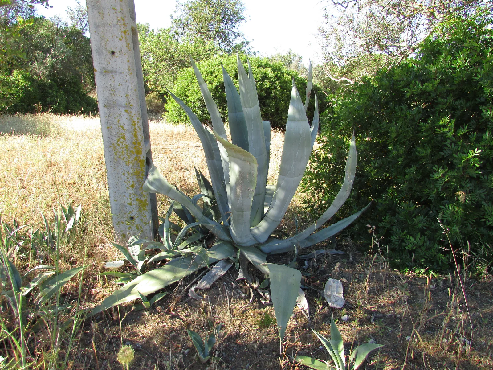 Century Plant (Agave americana)