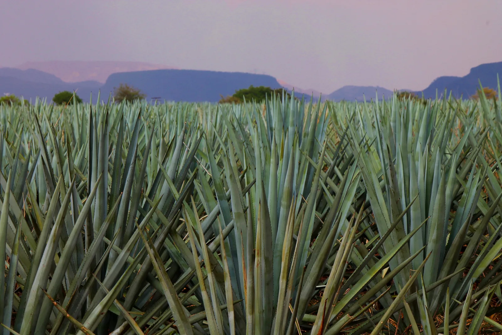 Blue Agave (Agave tequilana)
