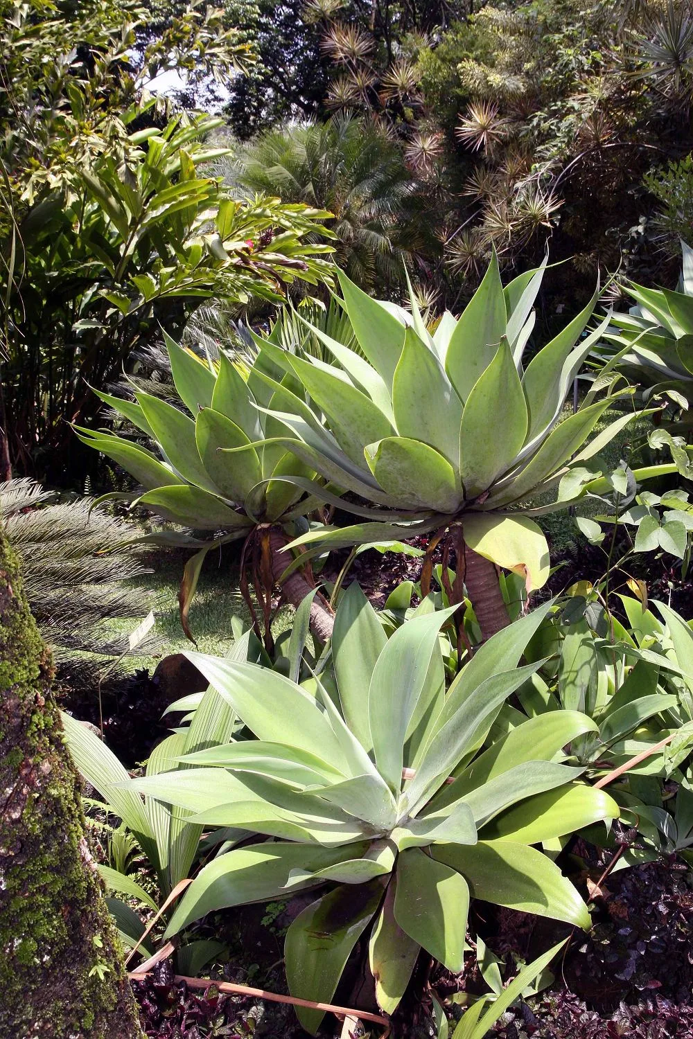 Foxtail Agave (Agave attenuata)