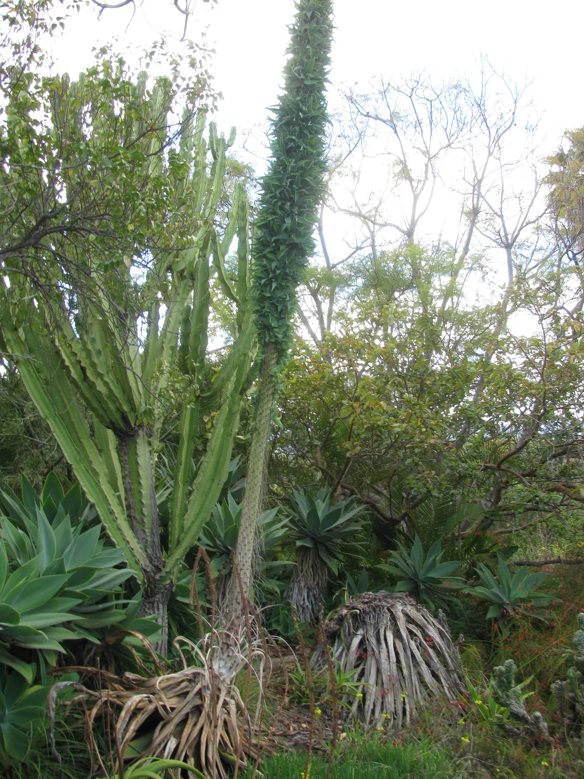 Octopus Agave (Agave vilmoriniana)