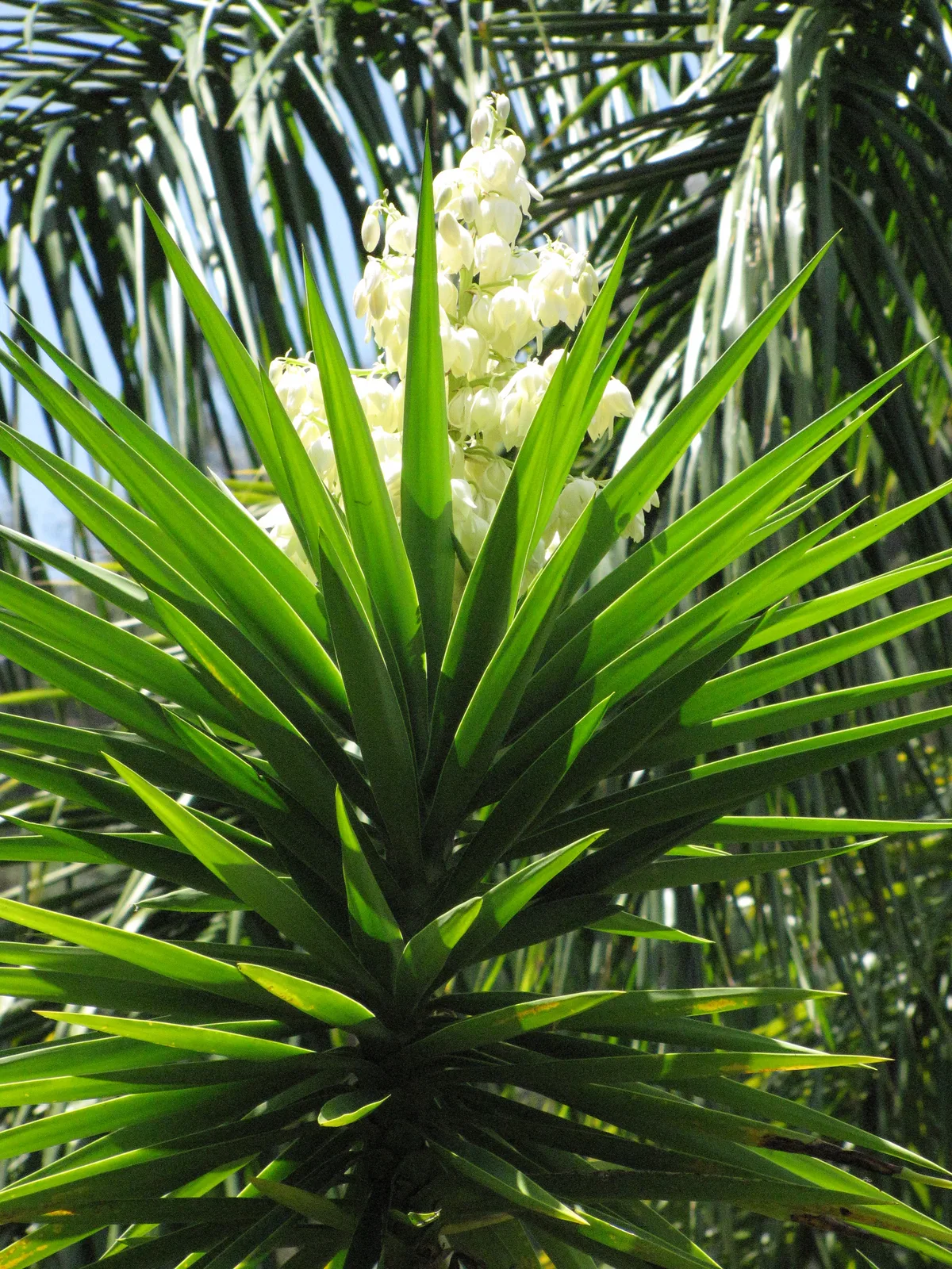 Spineless Yucca (Yucca elephantipes)