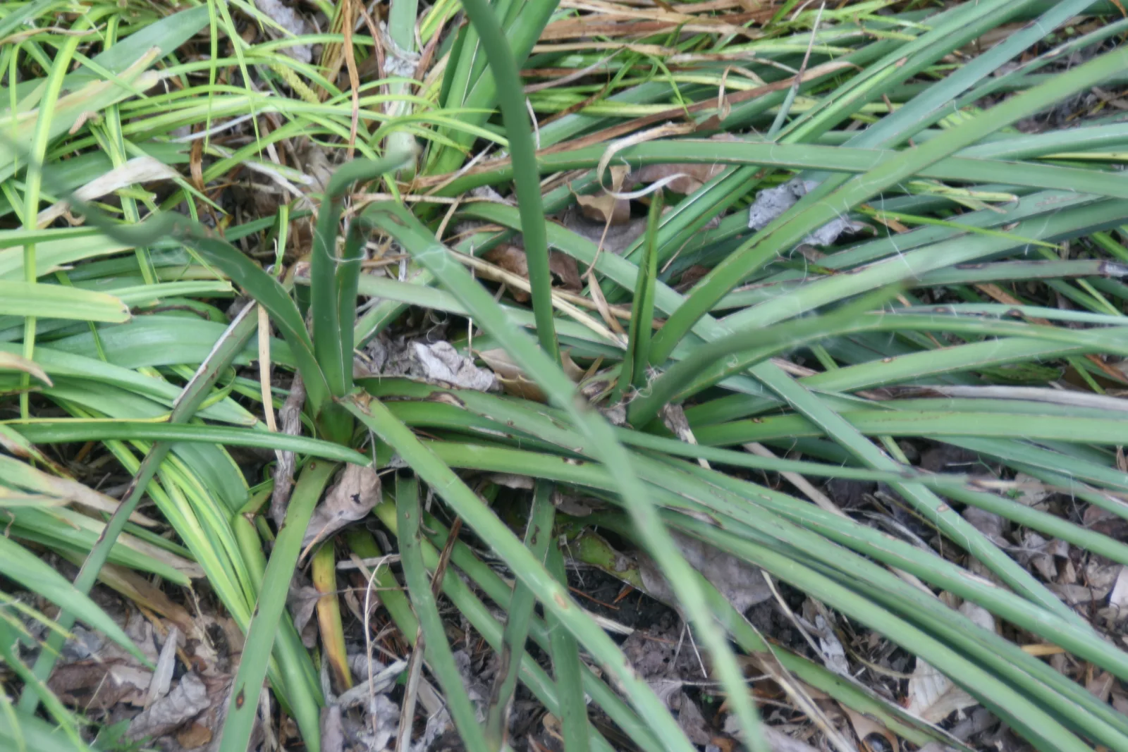 Red Yucca (Hesperaloe parviflora)