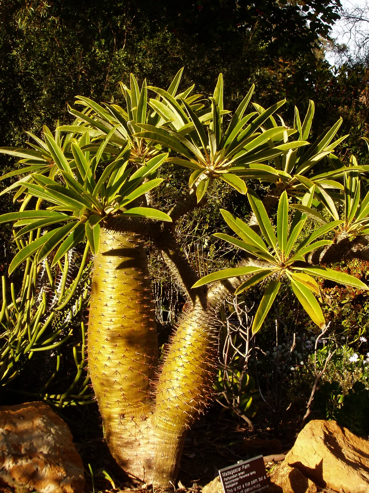 Madagascar Palm (Pachypodium lamerei)