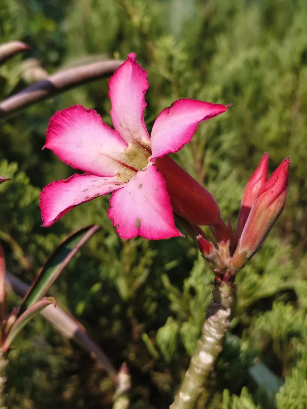 Desert Rose (Adenium obesum)