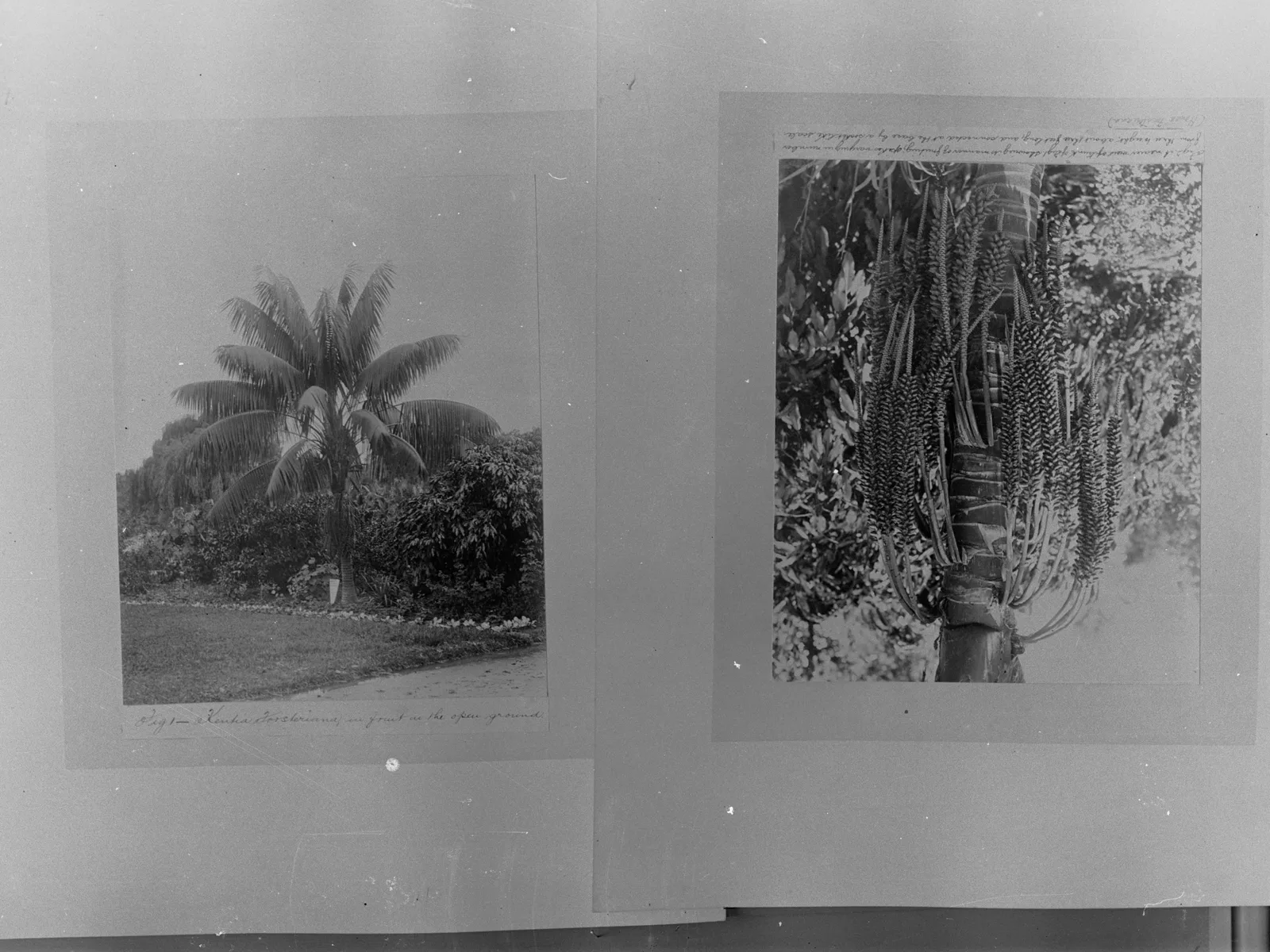 Kentia Palm