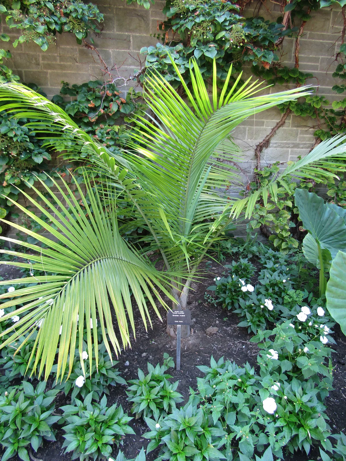 Majesty Palm