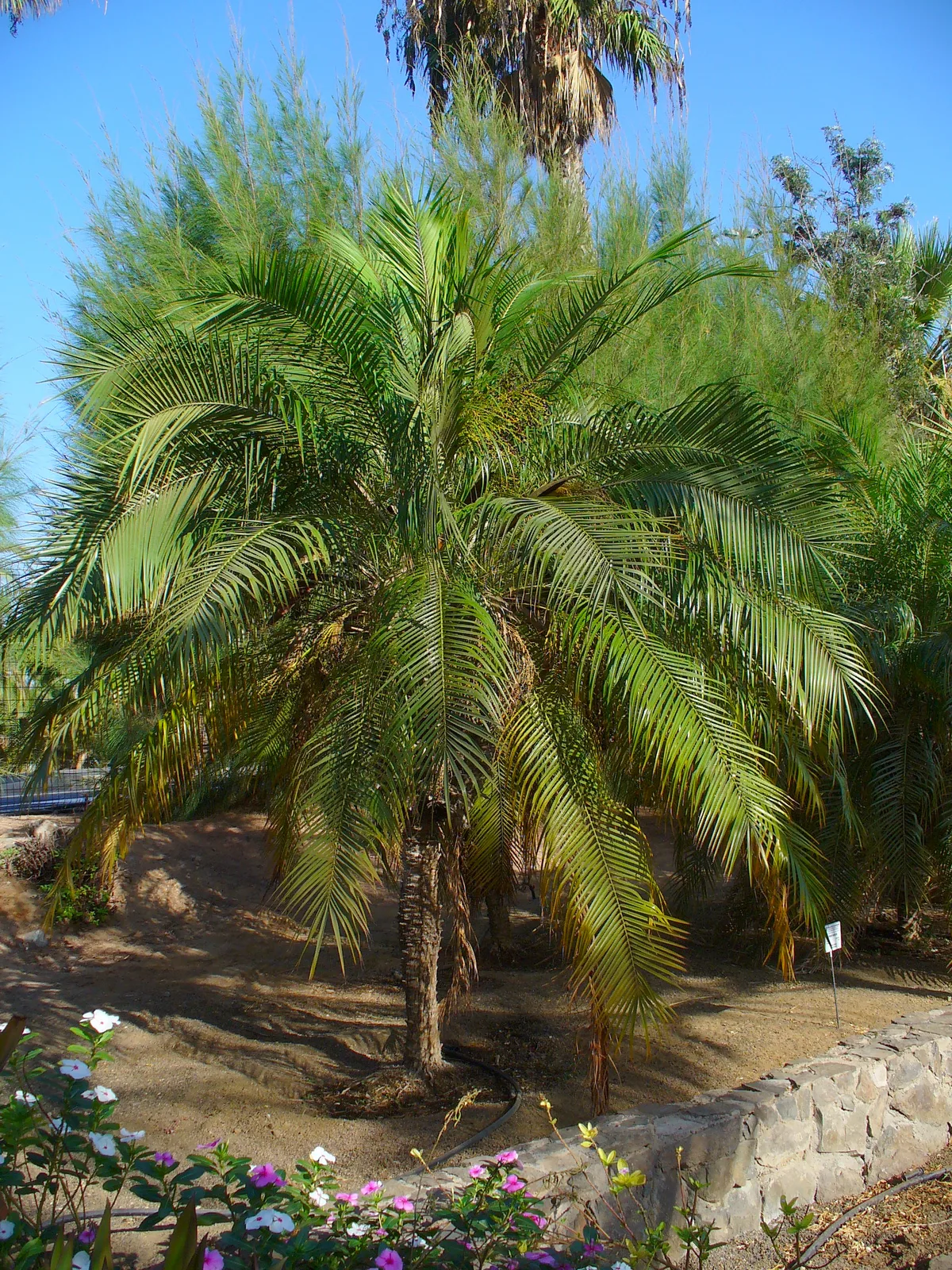 Pygmy Date Palm (Phoenix roebelenii)