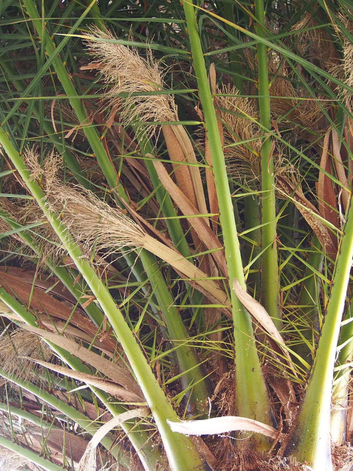 Canary Island Date Palm (Phoenix canariensis)