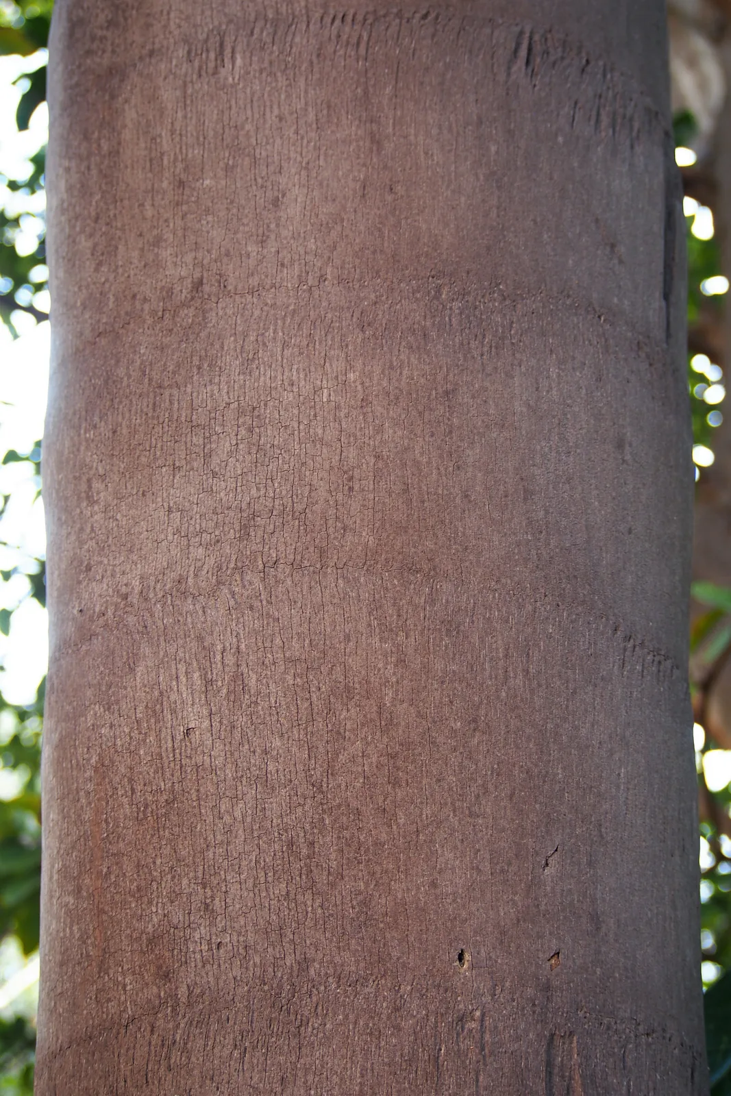 Queen Palm (Syagrus romanzoffiana)