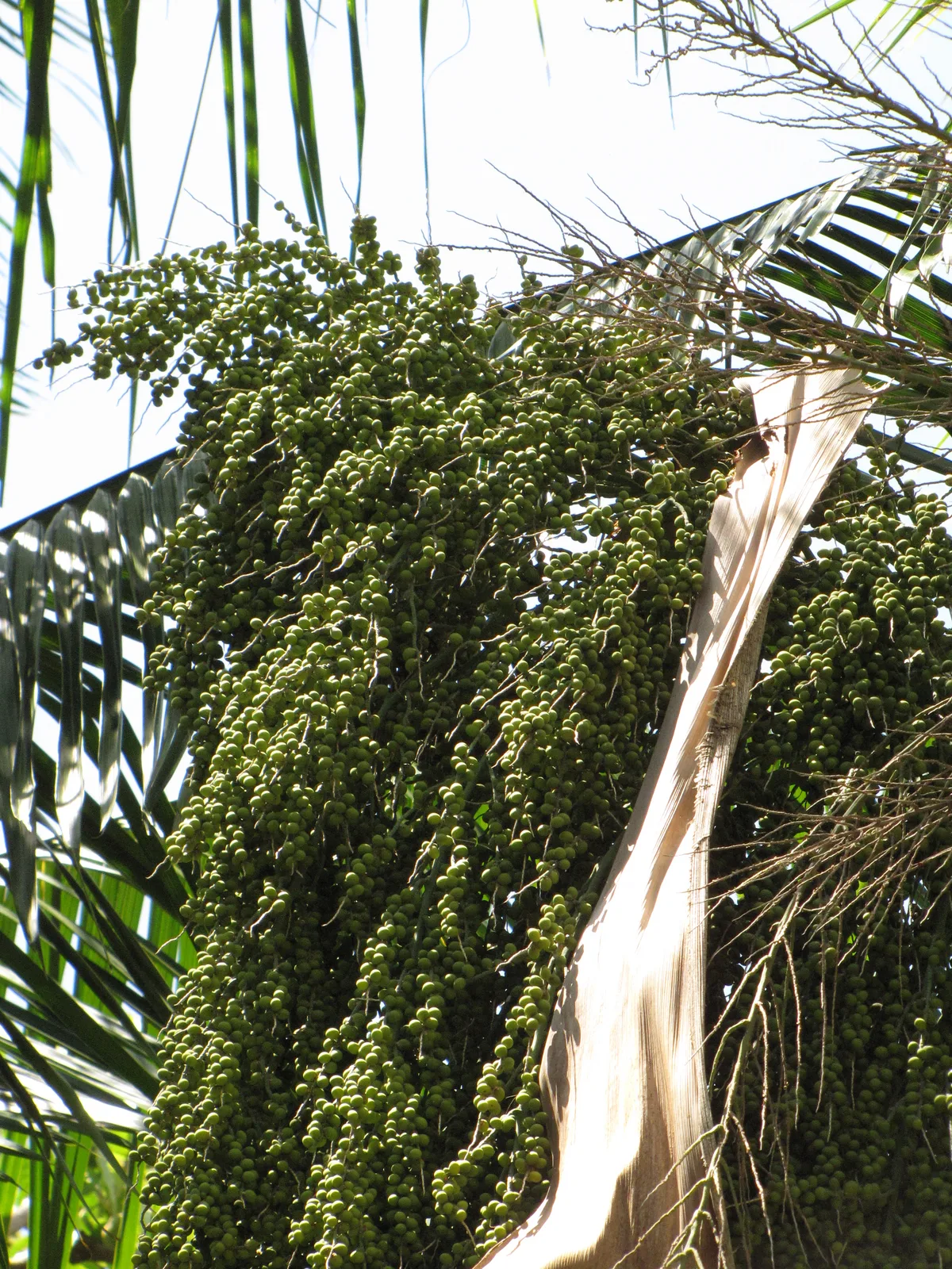 Royal Palm (Roystonea regia)