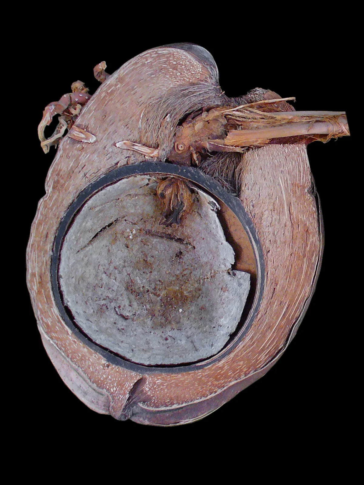 Coconut Palm (Cocos nucifera)