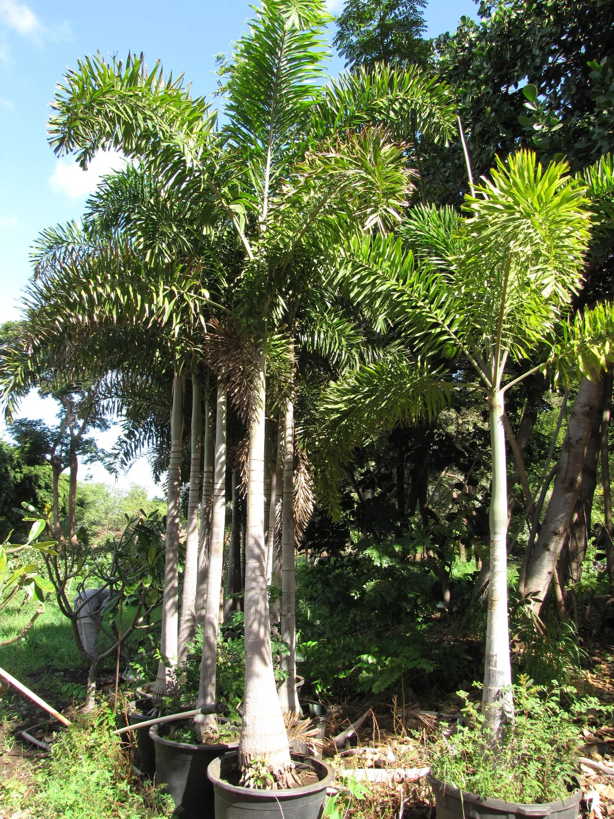 Foxtail Palm (Wodyetia bifurcata)