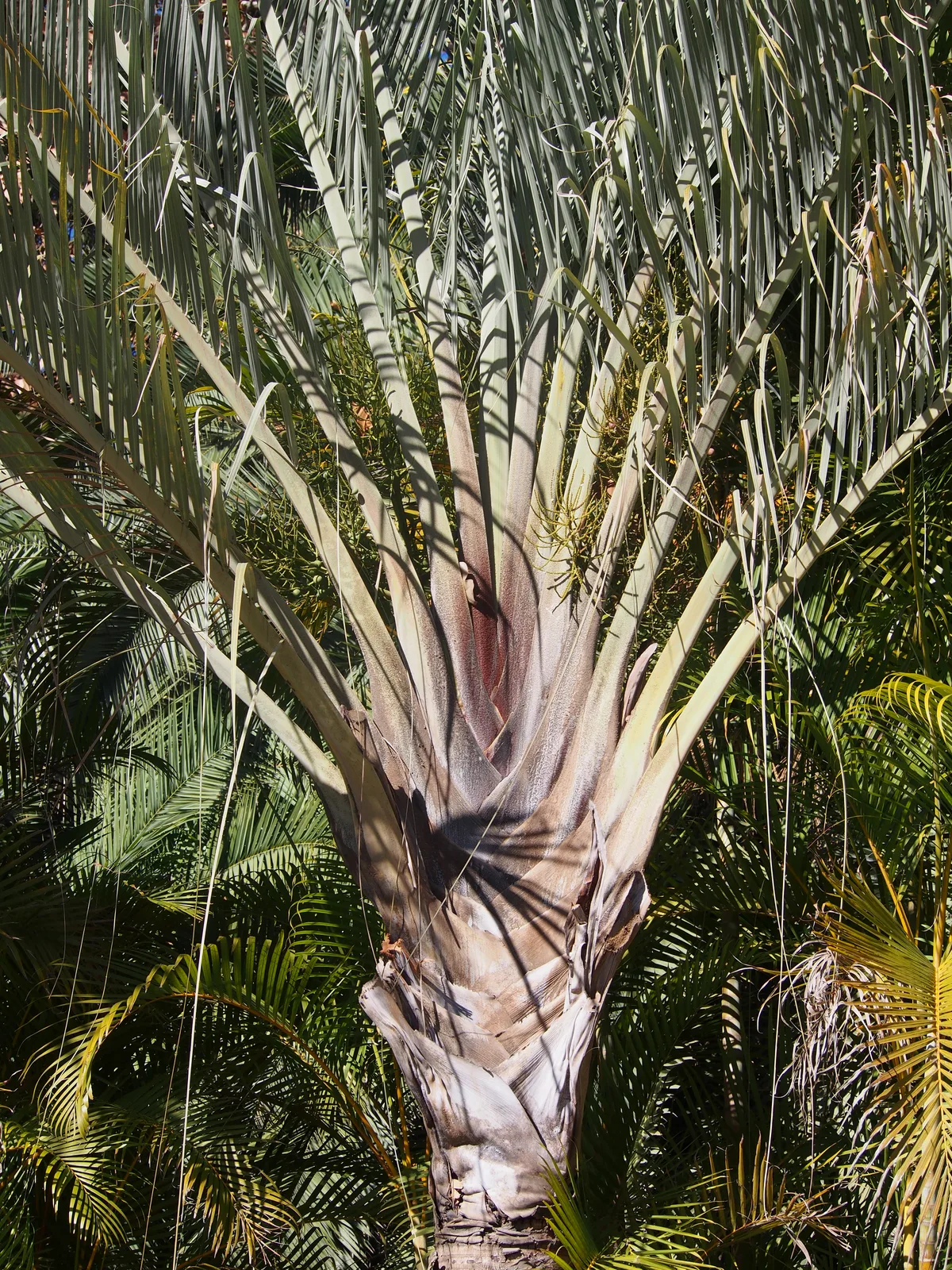 Triangle Palm (Dypsis decaryi)