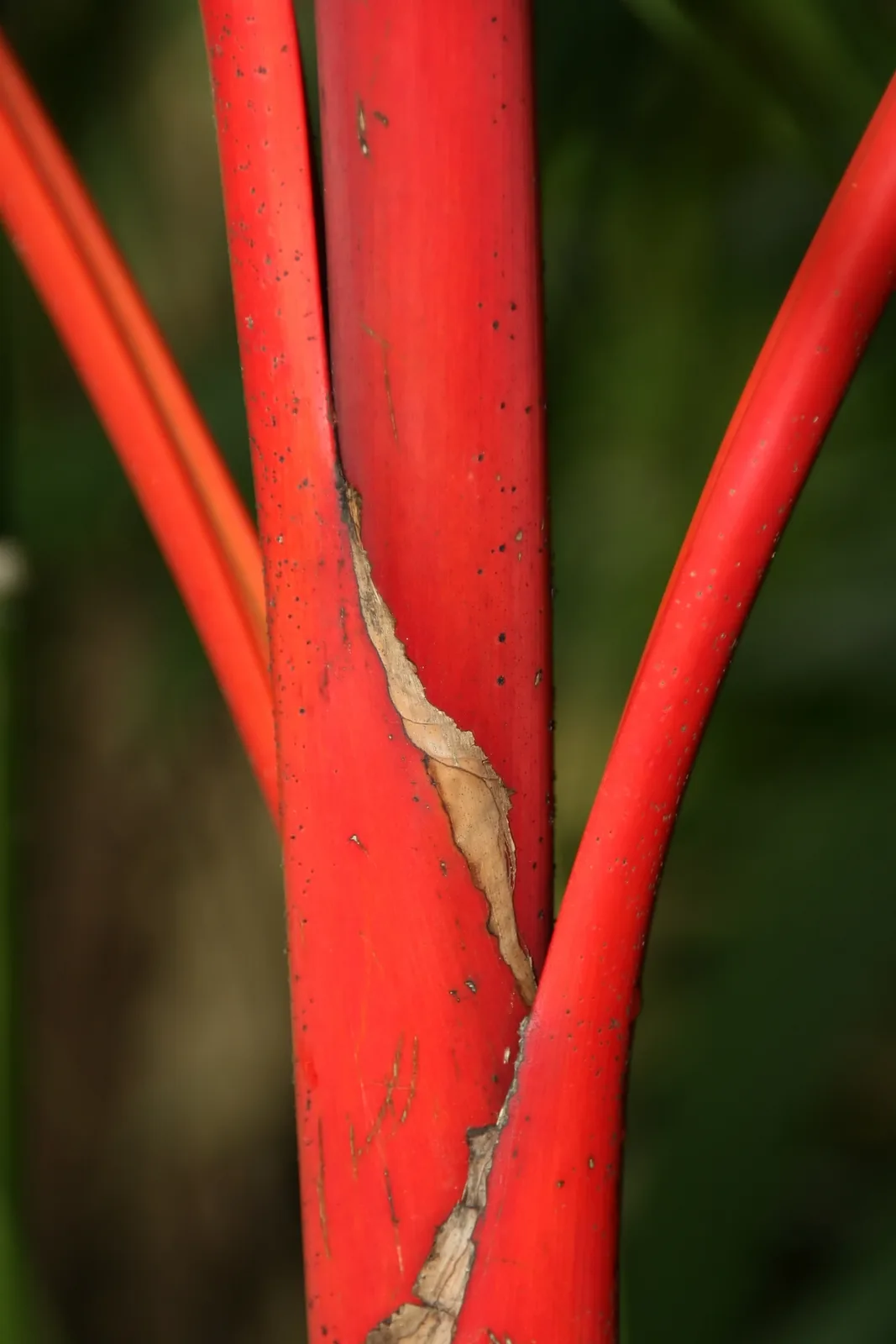 Lipstick Palm