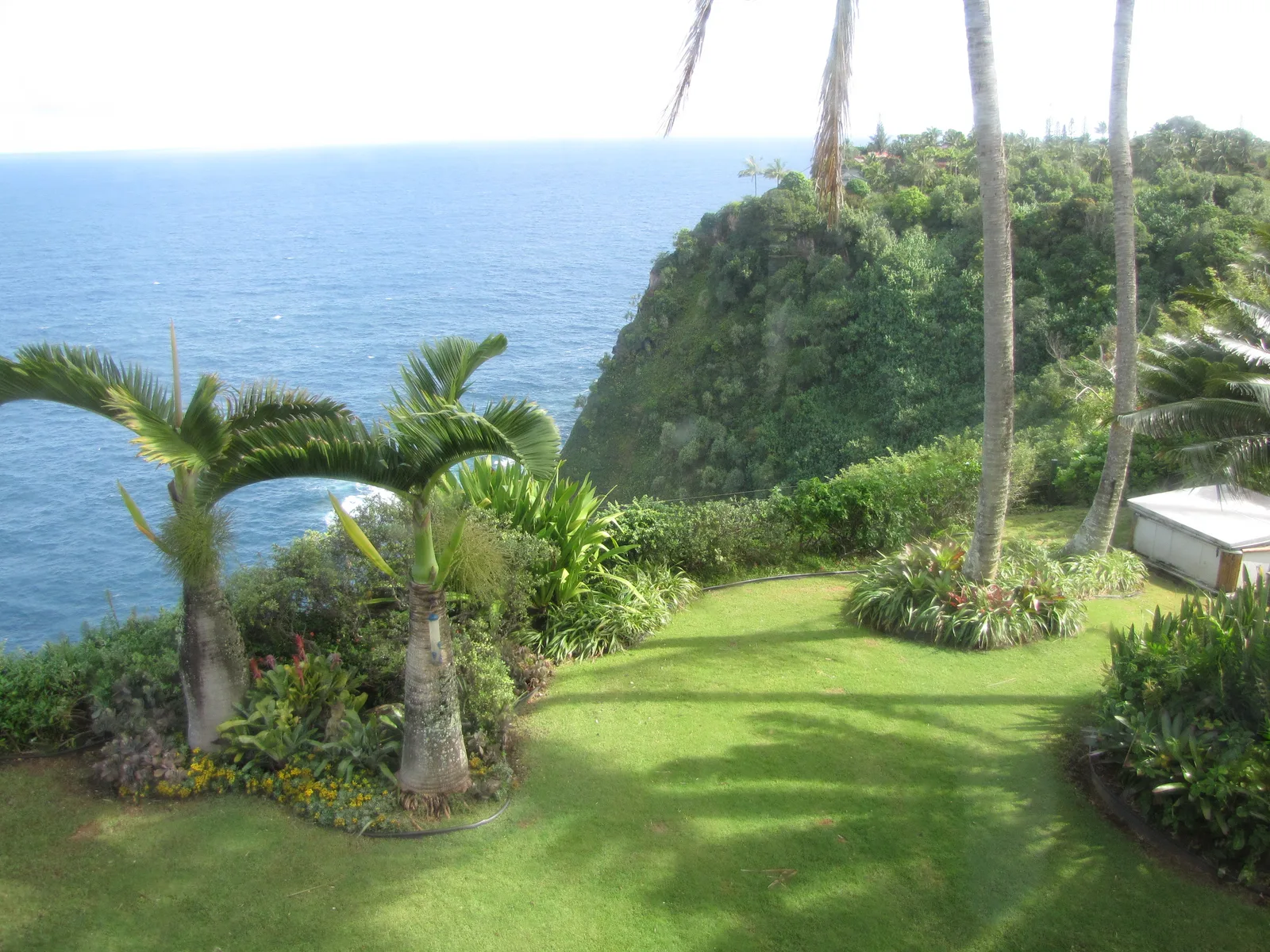 Bottle Palm (Hyophorbe lagenicaulis)