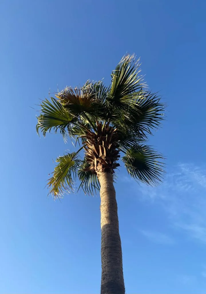California Fan Palm