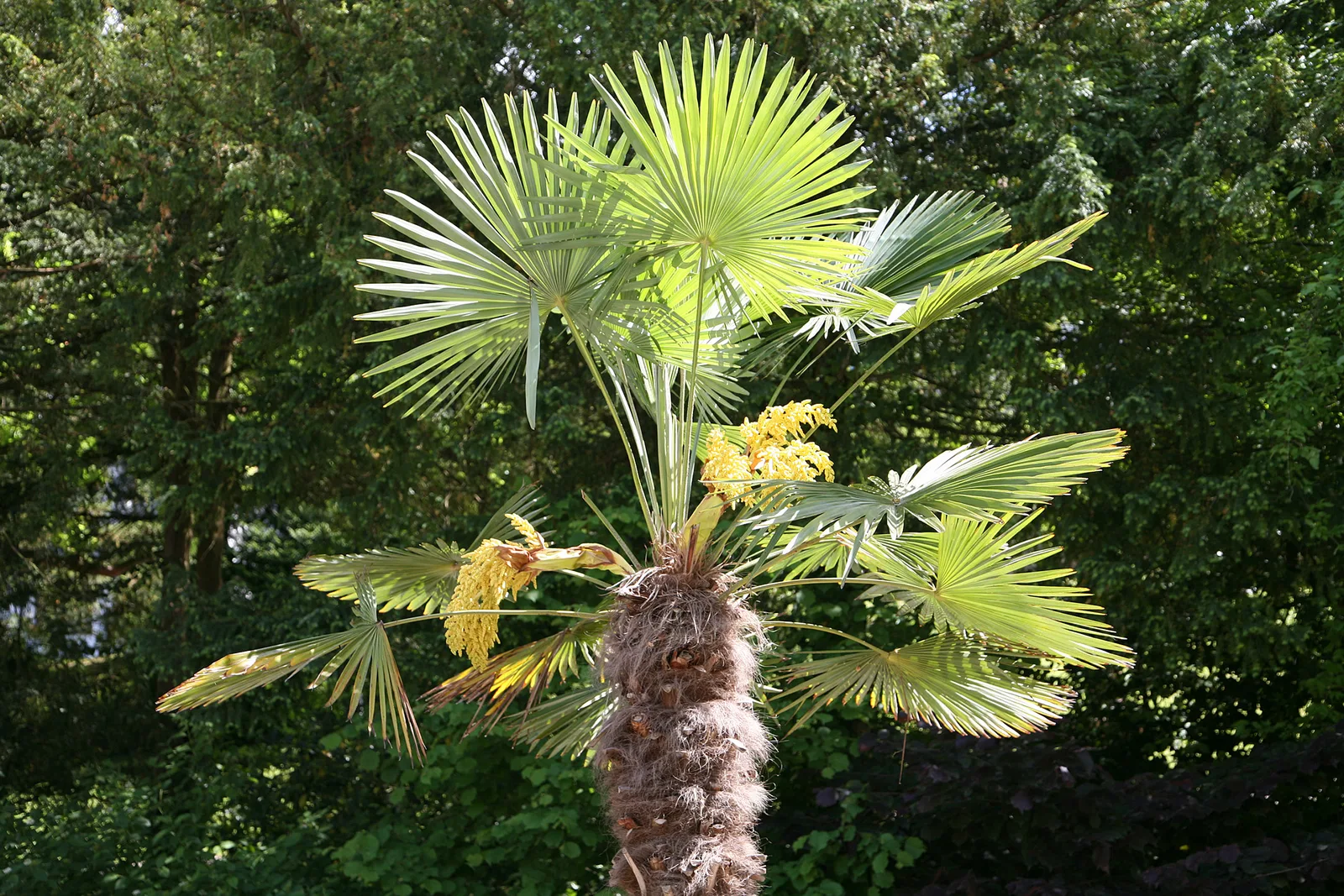 Windmill Palm (Trachycarpus fortunei)