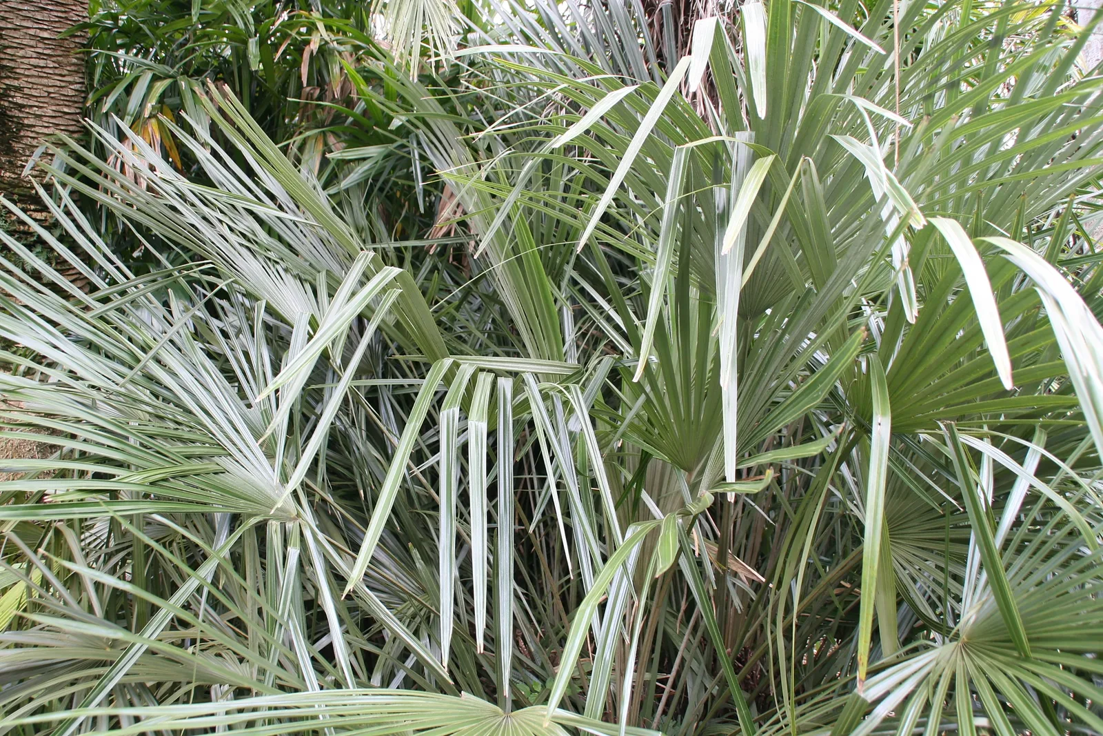 Needle Palm