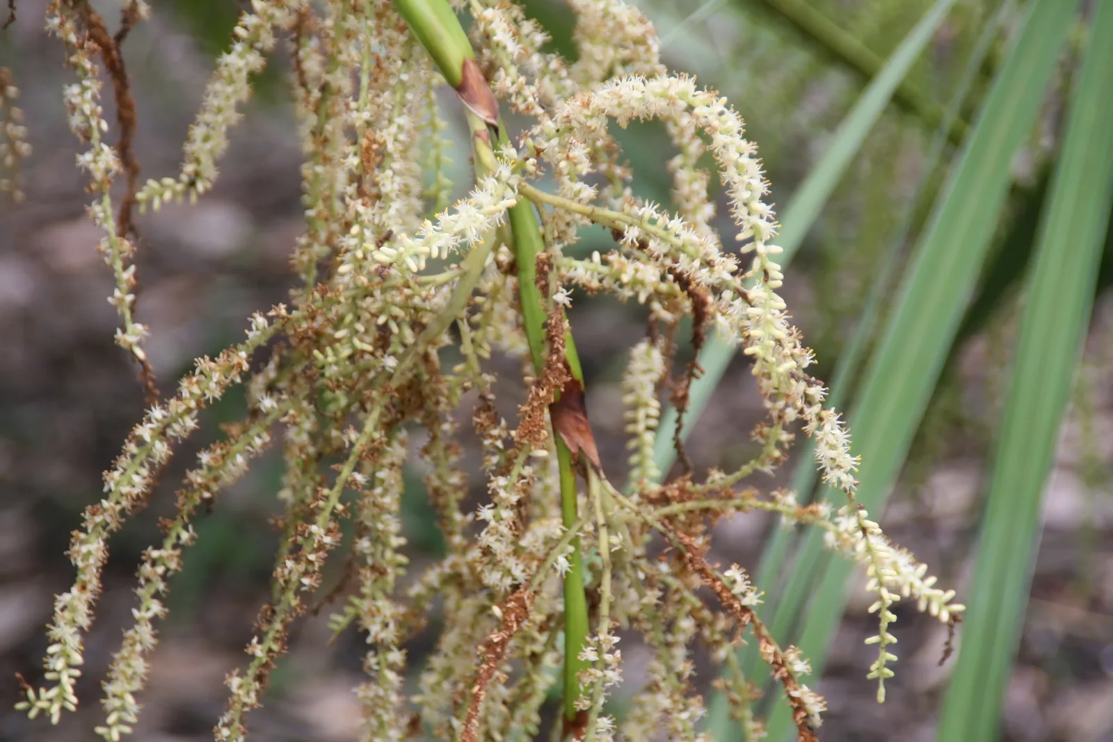 Saw Palmetto (Serenoa repens)