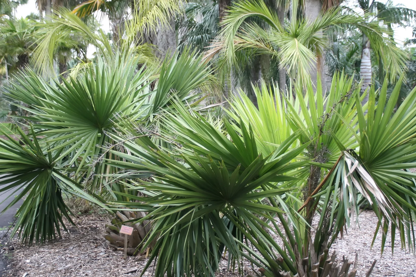 Dwarf Palmetto (Sabal minor)