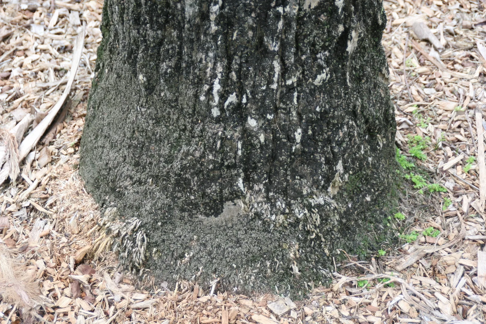 Cabbage Palm (Sabal palmetto)