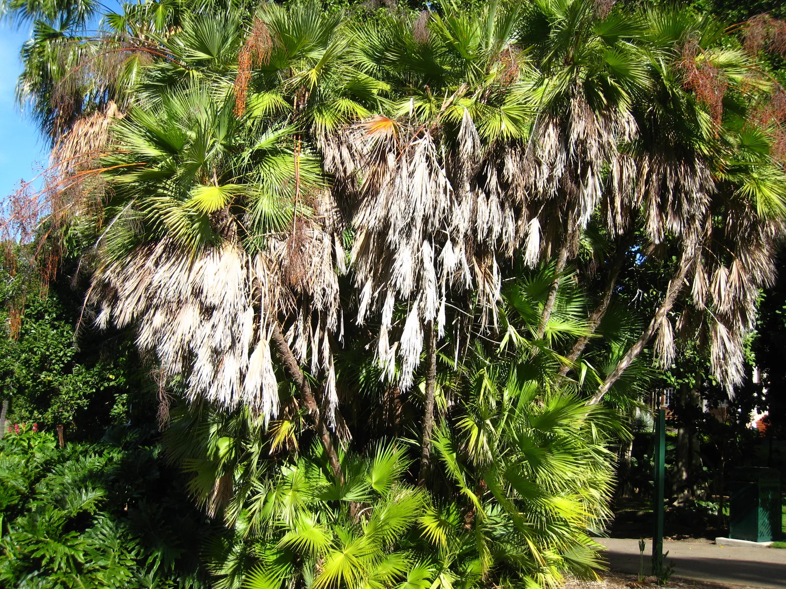 Silver Saw Palm (Acoelorrhaphe wrightii)