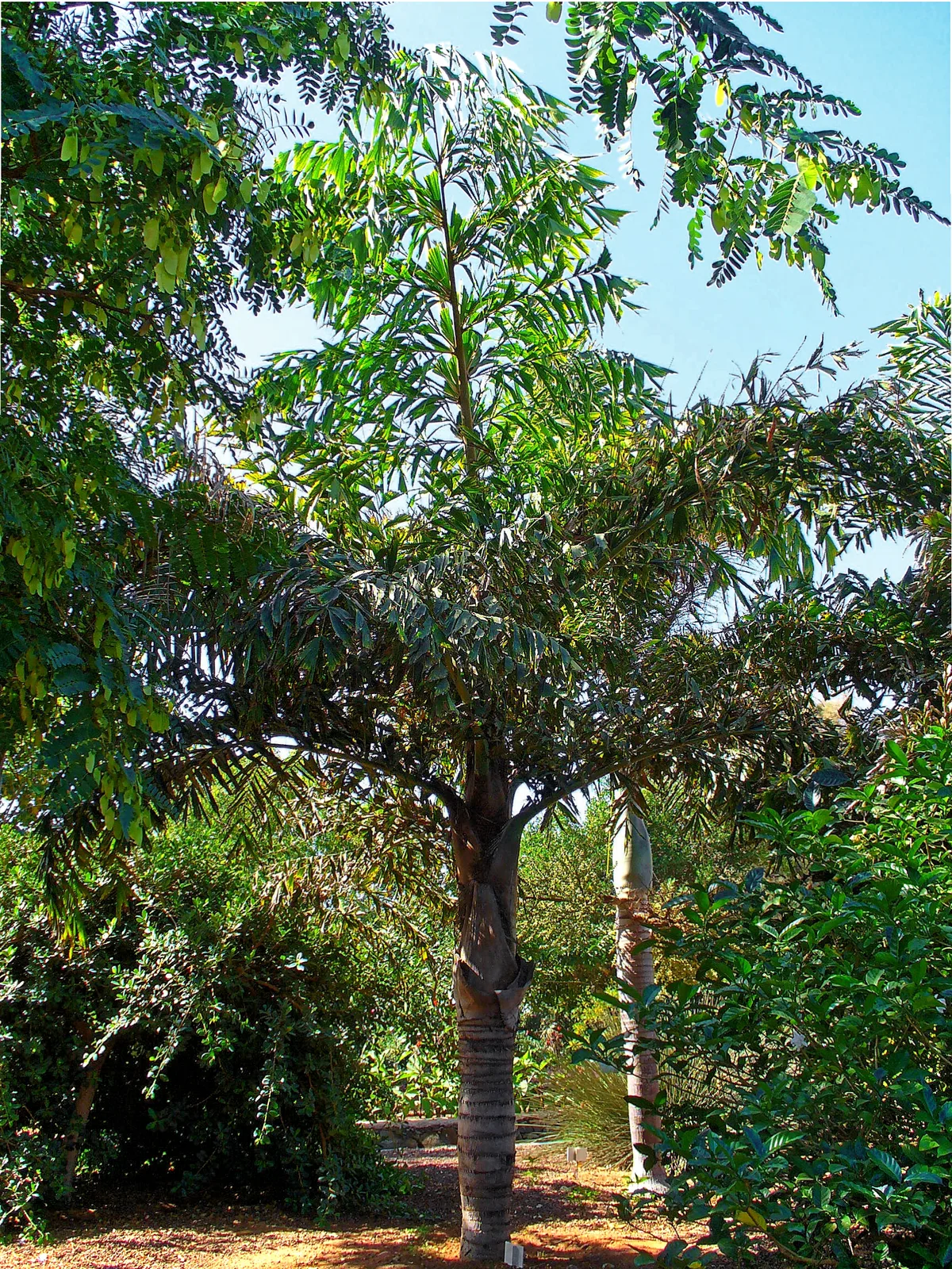 Fishtail Palm (Caryota mitis)