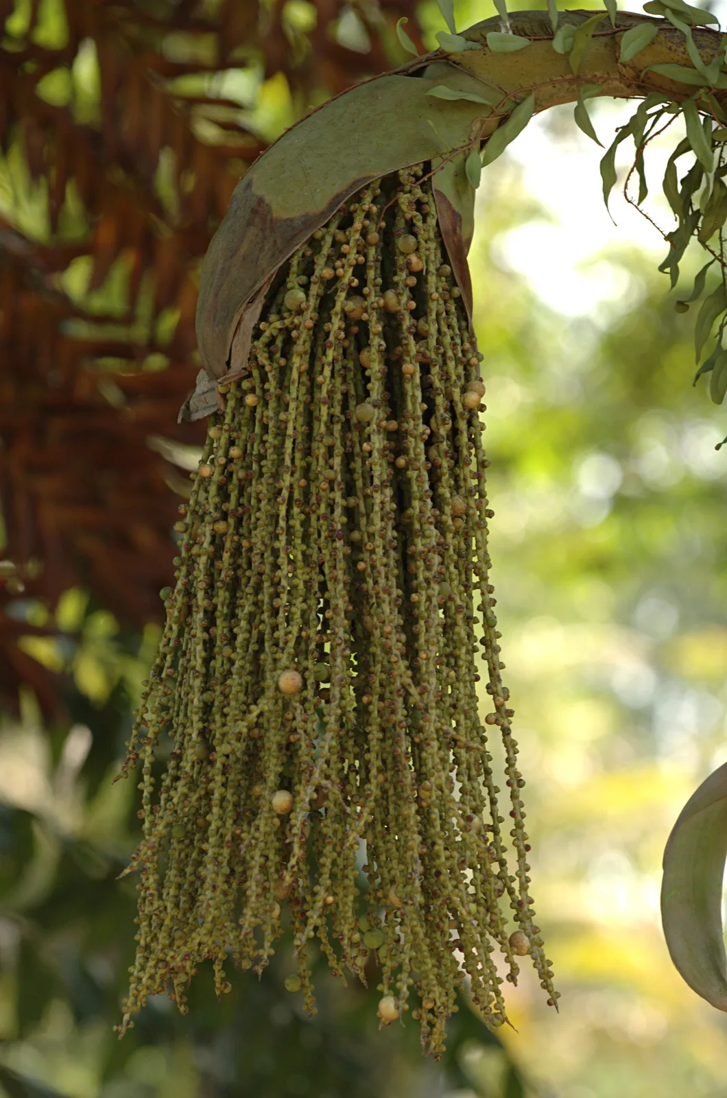 Toddy Palm (Caryota urens)