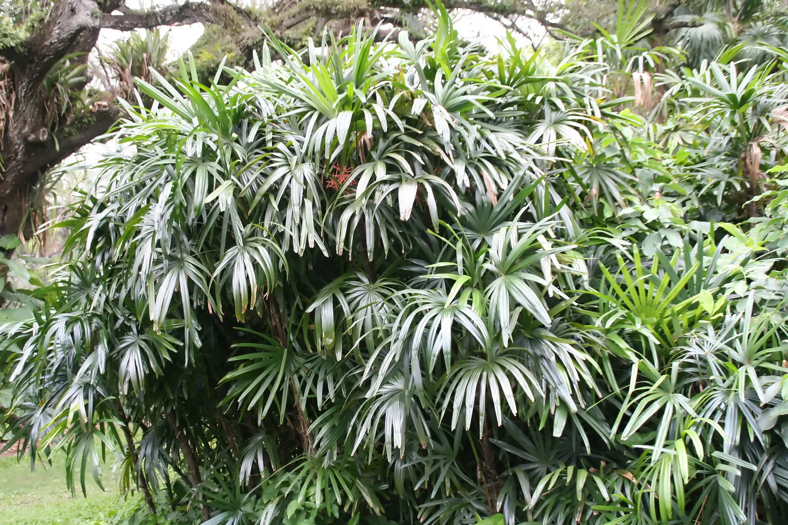 Lady Palm (Rhapis excelsa)
