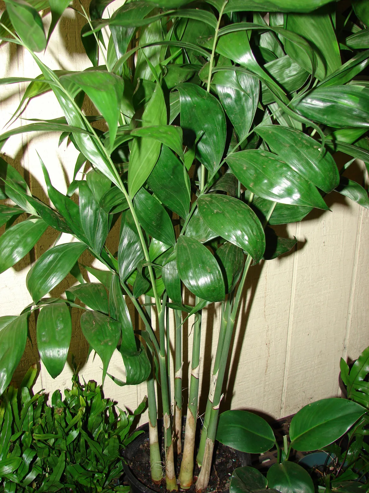 Bamboo Palm (Chamaedorea seifrizii)