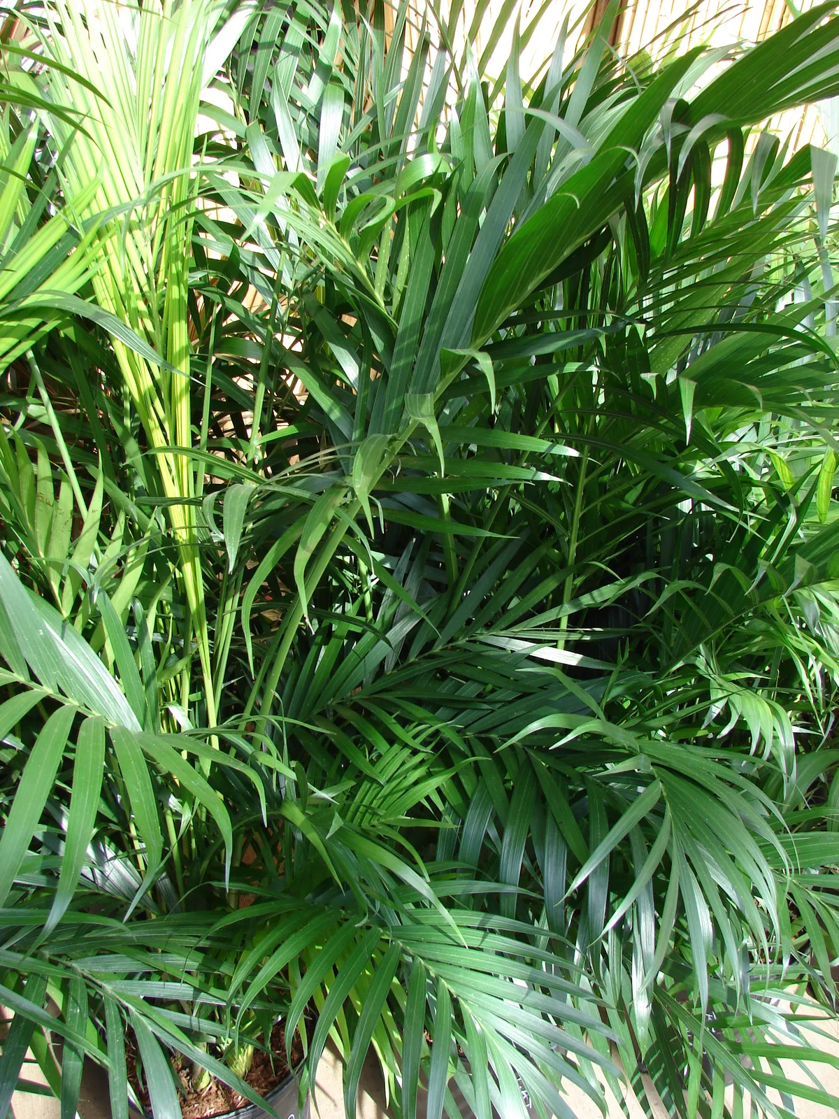 Cat Palm (Chamaedorea cataractarum)