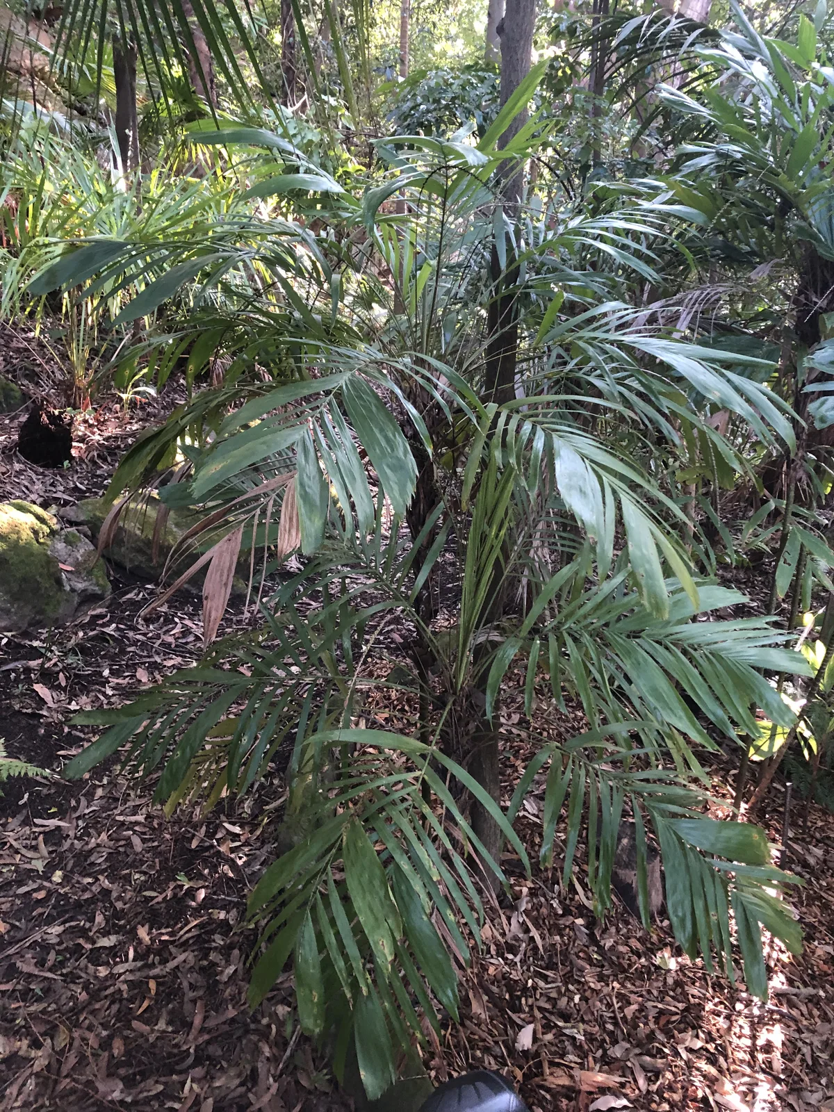 King Palm (Archontophoenix cunninghamiana)