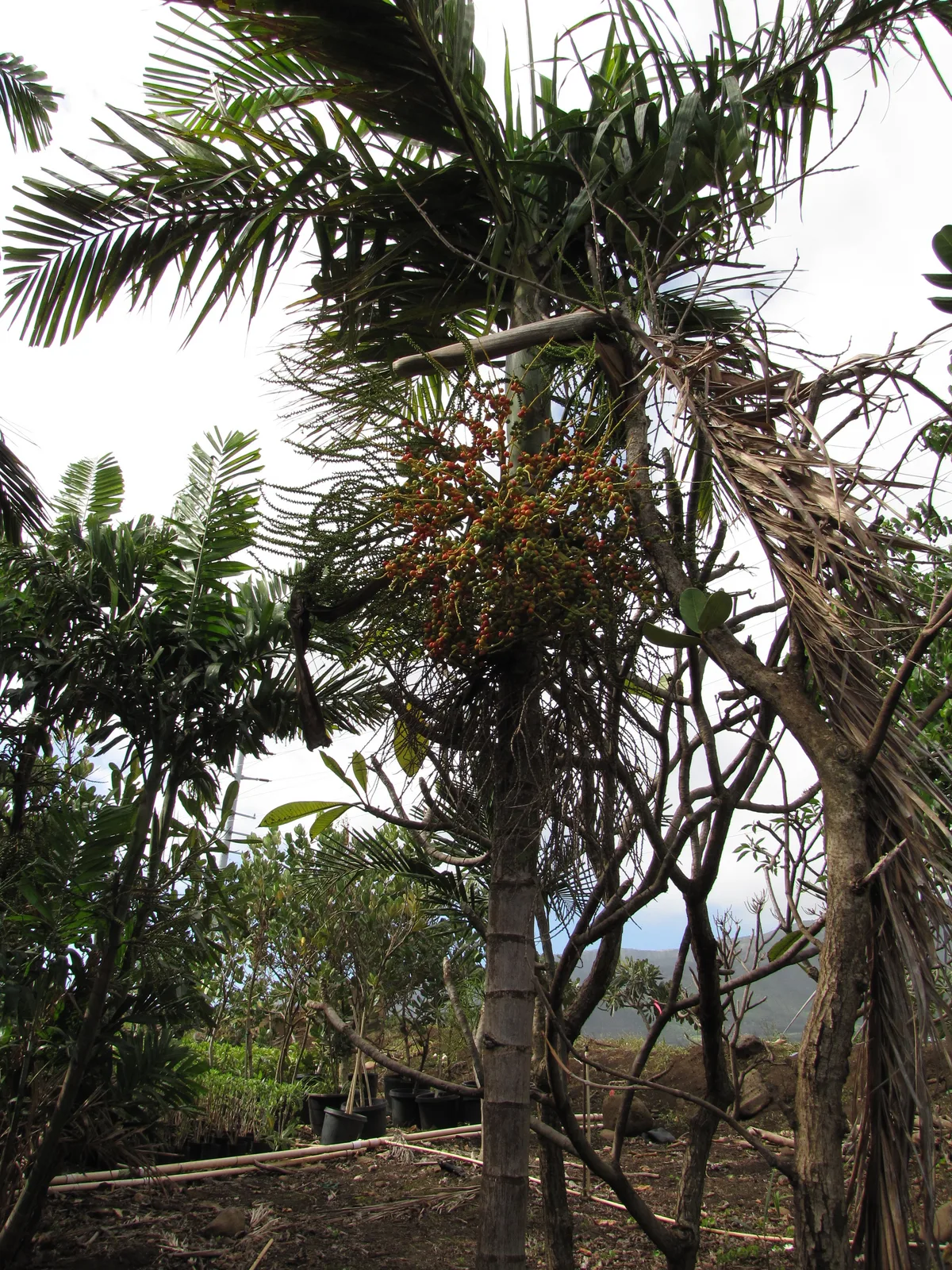 Solitaire Palm (Ptychosperma elegans)