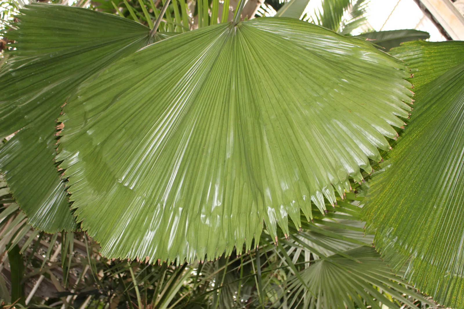 Ruffled Fan Palm