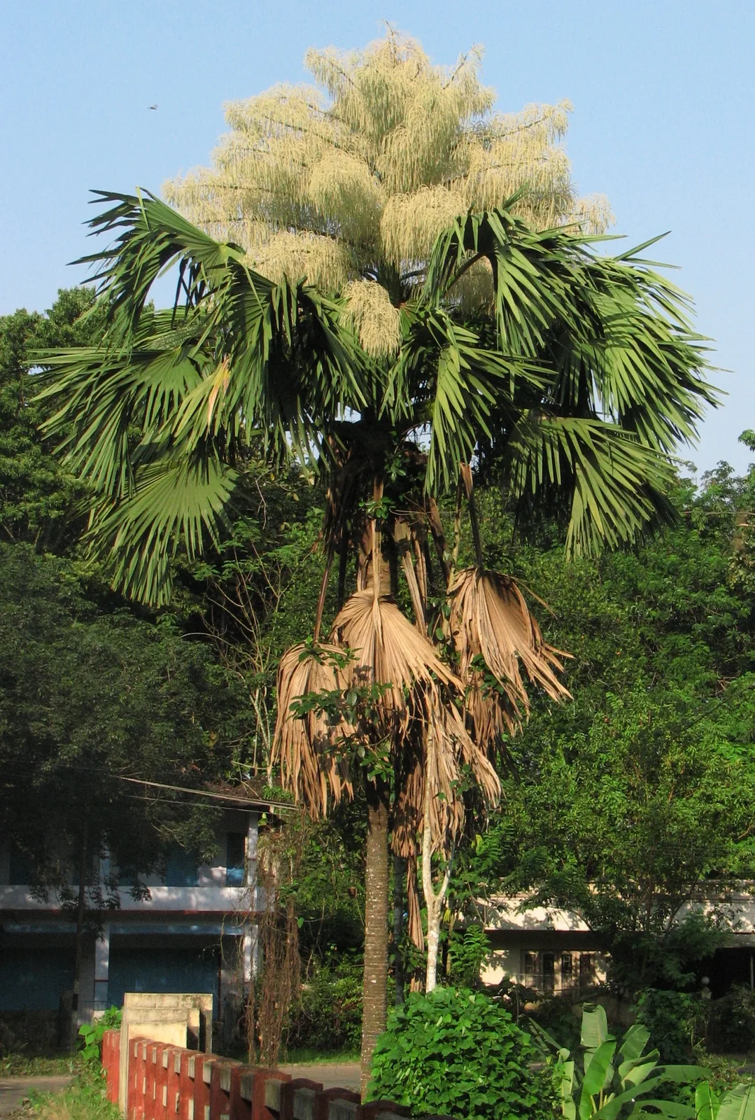 Talipot Palm