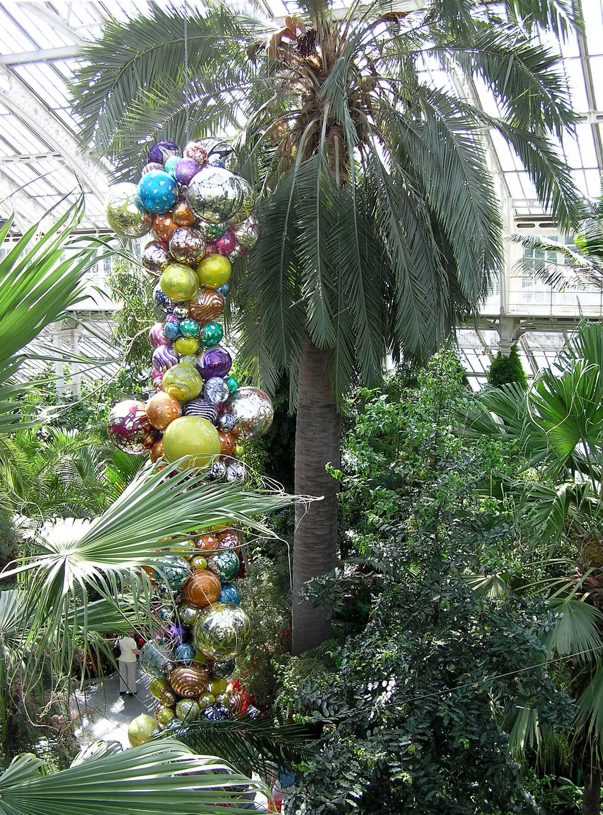 Chilean Wine Palm (Jubaea chilensis)