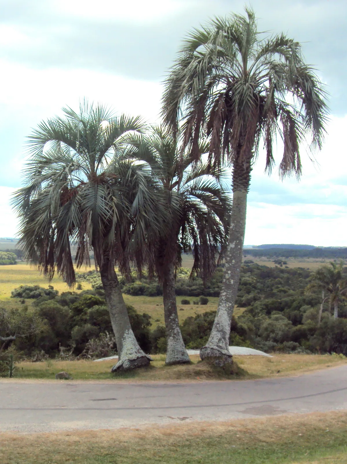 Jelly Palm (Butia odorata)