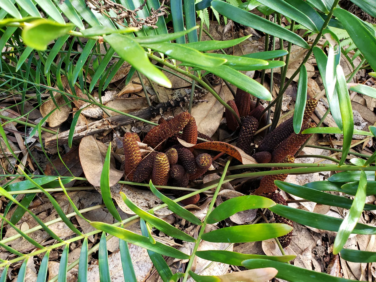Coontie (Zamia integrifolia)