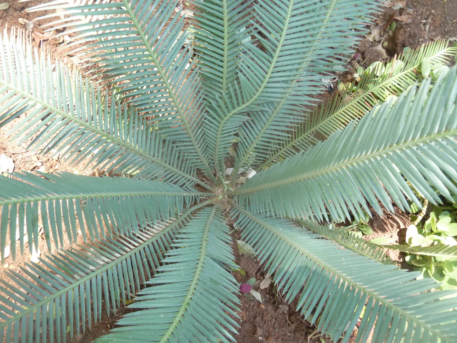 Chestnut Dioon (Dioon edule)