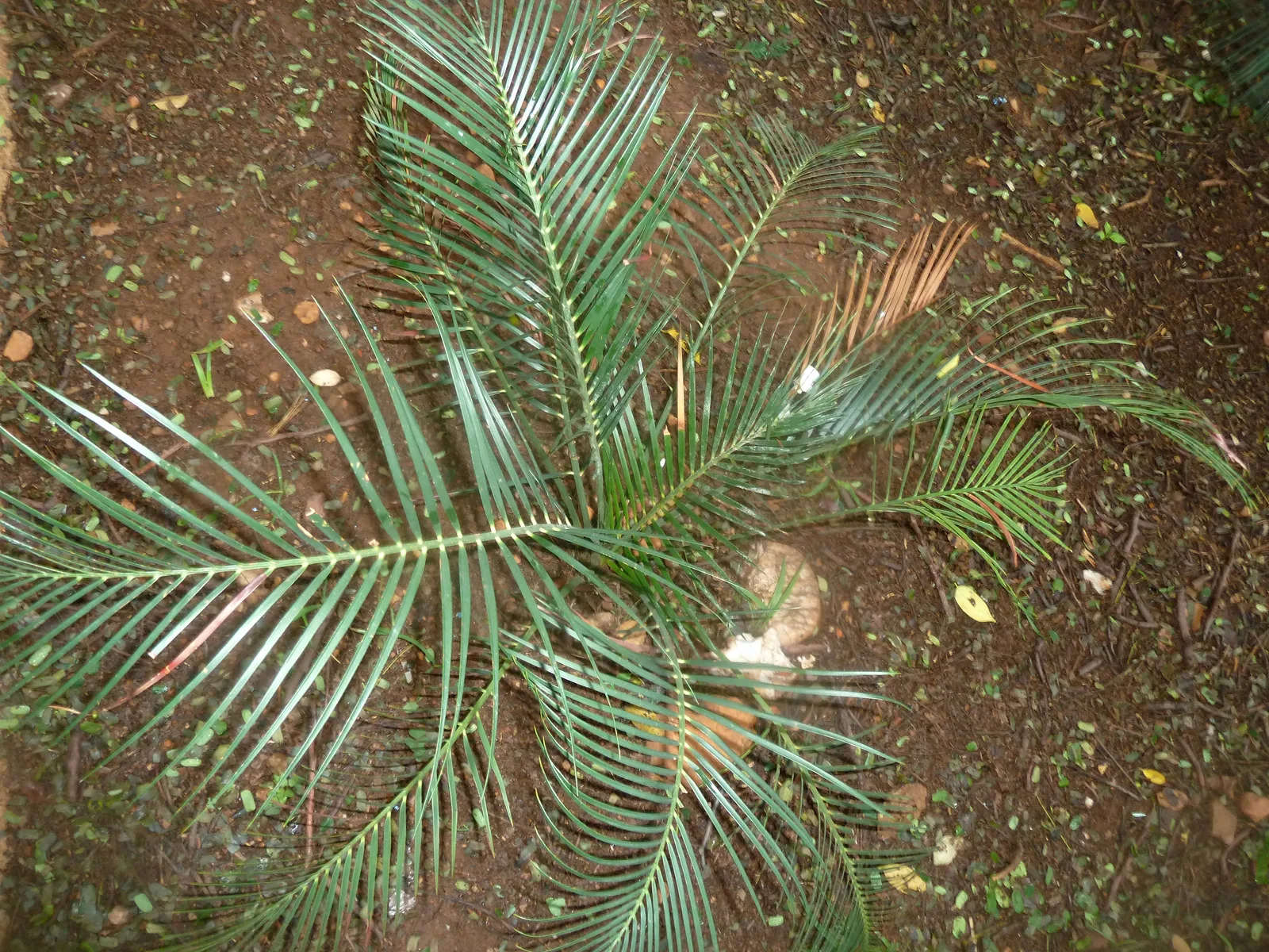 Burrawang (Macrozamia communis)
