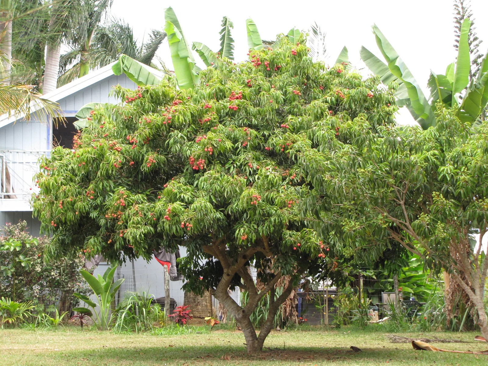 Lychee (Litchi chinensis)