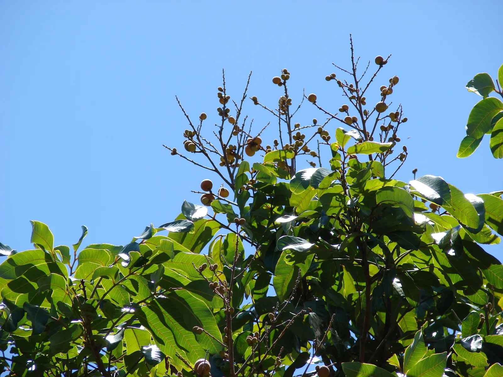 Longan