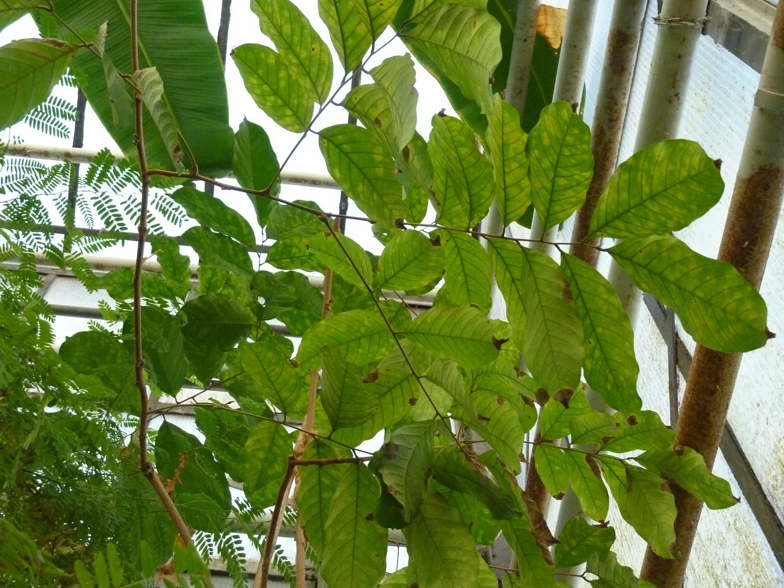 Rambutan