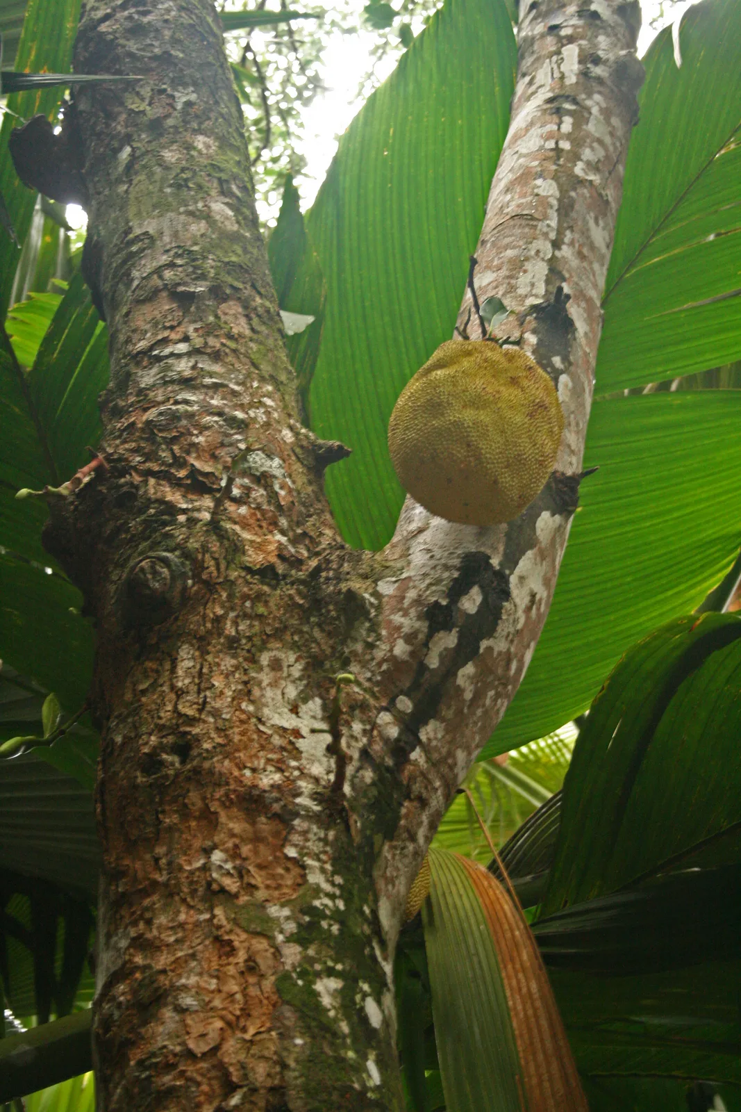 Jackfruit
